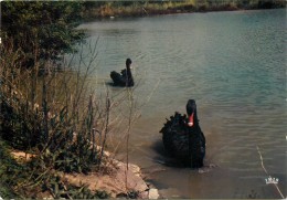 VILLARS LES DOMBES . PARC ORNITHOLOGIQUE DEPARTEMENTAL . CYGNES NOIRS . - Villars-les-Dombes