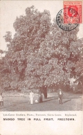 SIERRA LEONE   FREETOWN  MANGO TREE IN FULL FRUIT - Sierra Leona