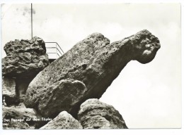 Delcampe - Kurort Oybin Zittauer Gebirge Der Papagei Auf Dem Töpfer - Oybin