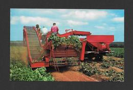 PRINCE EDWARD ISLAND - HARVESTING POTATOS NEAR COVEHEAD - BY ALUTON - Other & Unclassified