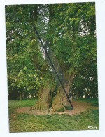 CPM  -  Lucheux  -    L´Arbre Des Epousailles - Lucheux