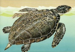 Turkey; 1989 Postcard "Turtle Caretta Caretta" - Schildkröten