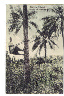 Liberia Monrovia Erklettern Der Palmbaume Couleur - Liberia
