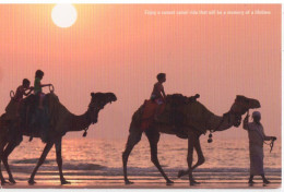 United Arab Emirates - Dubai - A Sunset Camel Ride - Camels - Emirats Arabes Unis