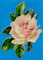 Chromo DECOUPI - Rose Blanche - Fleurs Flowers ° Gaufré Embossed - Flores