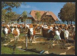 AFFOLTERN BE  Emmental Viehschau Vor Der Emmentaler Schaukäserei - Affoltern Im Emmental 