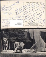 Delcampe - 362285,Tiere Löwen Parc Zoologique Du Bois De Vincennes Paris Lion Zoo - Leeuwen