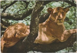 Delcampe - R1345 Leone - Lion - Lowe - Leon - Leao - Leeuw / Non Viaggiata - Leeuwen