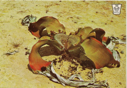 ANGOLA Moçamedes Desert  "welwitschia Mirabilis" - Angola