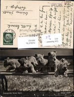 Delcampe - 389183,Tiere Junge Löwen Zoologischer Garten Berlin Zoo - Leeuwen