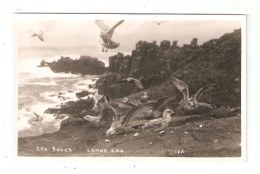 CPA Royaume Uni  Cornwall  LAND'S END Sea Gulls Mouettes - Land's End