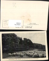 433003,New Zealand Neuseeland Droving Sheep Schafherde Schafe - Altri & Non Classificati