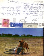 Delcampe - 447360,Lioness Tiere Löwe Tötet Zebra - Leeuwen