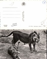 Delcampe - 447564,Faune Africaine Afrika Couple De Lions Tiere Löwen - Leeuwen