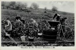 Wein Rüdesheim (6220) Weinlese Bei Hermani Ansichtskarte I-II Vigne - Non Classificati