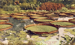 ST. PAUL. MINN. LILY POND IN, COMO PARK, 2 Scans - St Paul