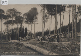 Roma - I Pini Abbattuti Alla Villa Umberto - Holzfäller - Parchi & Giardini