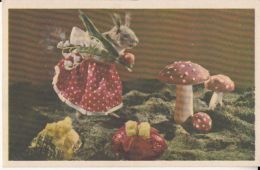 45685- MUSHROOMS, RABBIT - Mushrooms