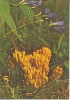 45687- MUSHROOMS - Pilze