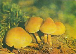 45692- MUSHROOMS - Mushrooms