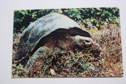Elephant Turtle  From Moscow Zoo  -   OLD   Postcard 1969 - Schildkröten