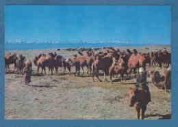 215184 / " A CAMEL BOY " , SOUTH GOBI AIMAK , ANIMAL CAMEL HORSE , Mongolia Mongolei Mongolie - Mongolie