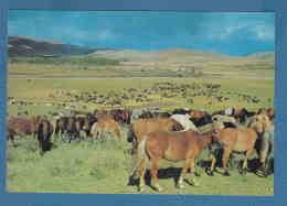 215189 / HORSES  GRAZING ON GRASS IANDS , TSETSERLIG SOMON , HUBSUGUL AIMAK , Mongolia Mongolei Mongolie - Mongolie