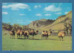 215191 / MONGOLIAN CAMELS , ZABHAN AIMAK , Mongolia Mongolei Mongolie - Mongolei