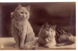 PORTRAITS DE CHAT: Lot De Deux Cartes - Cats