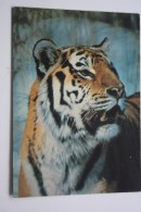 3 PCs Lot - OLD USSR Postcard  - TIGER PHOTO By Nikolsky  - 1980s - Tigres