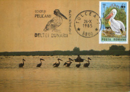 Romania - Maximum Postcard 1985 - Birds - Pelicans In The Danube Delta - Pélicans