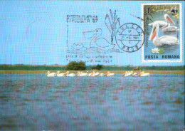 Romania - Maximum Postcard 1986 - Birds - Pelicans In The Danube Delta - Pélicans