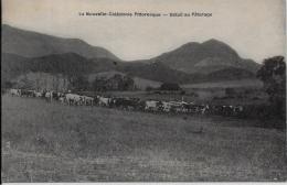 CPA Ancienne Nouvelle Calédonie Océanie Calédonia Non Circulé Nouméa Bétail Métier - Nieuw-Caledonië