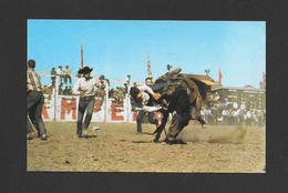 CALGARY - ALBERTA - THE BACKING HORSE CONTEST IS ONE OF THE MANY EVENTS TO BE SEEN AT THE FAMOUS STAMPEDE IN CALGARY - Calgary