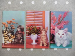 3 X  Cartes  Postales  Neuves :Chats - Animali Abbigliati