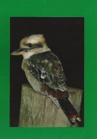 Australien 1982 , Kookaburra - Pre-Stamped Postcard 27 C - Postfrisch / MNH / (**) - Pics & Grimpeurs