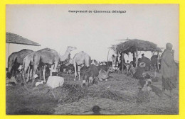 CPA Sénégal ♥️ ♥️☺♦♦ Campement De Chameaux Nomades Ane - Sénégal
