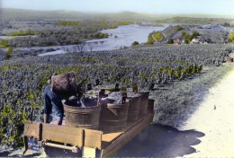 Pouilly-sur-Loir. Vendanges Dans Le Vignoble. - Pouilly Sur Loire