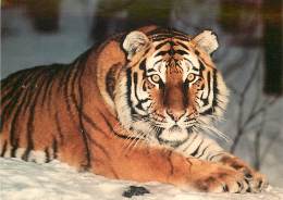 TC-K-16-088 : TIGRE DE SIBERIE - Tigers