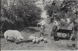 CPA Cochon Pig Circulé Ferme - Varkens