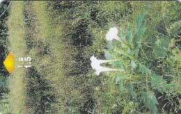 Oman,  OMN-G-53C, Greenery In Dhofar (53OMNC), 2 Scans. - Oman