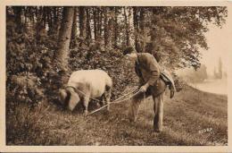 CPA Truffes Champignon Mushroom Cochon Pig Non Circulé Périgord - Pilze