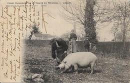 CPA Truffes Champignon Mushroom Cochon Pig Circulé Périgord - Pilze