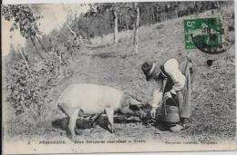 CPA Truffes Champignon Mushroom Cochon Pig Circulé Périgord - Pilze