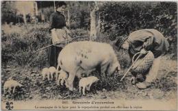 CPA Truffes Champignon Mushroom Cochon Pig écrite Périgord - Champignons