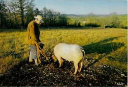 CPSM Truffes Champignon Mushroom Cochon Pig écrite Périgord - Champignons