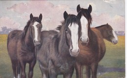 3 HORSES POSTCARD - Horses