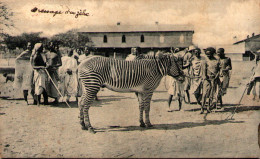 Dressage D'un Zèbre - Zebras