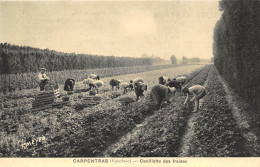 84-CARPENTRAS- CEUILLETTE DES FRAISES - Carpentras