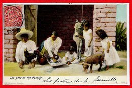 MEXIQUE -- The Pets Of The Family - Messico